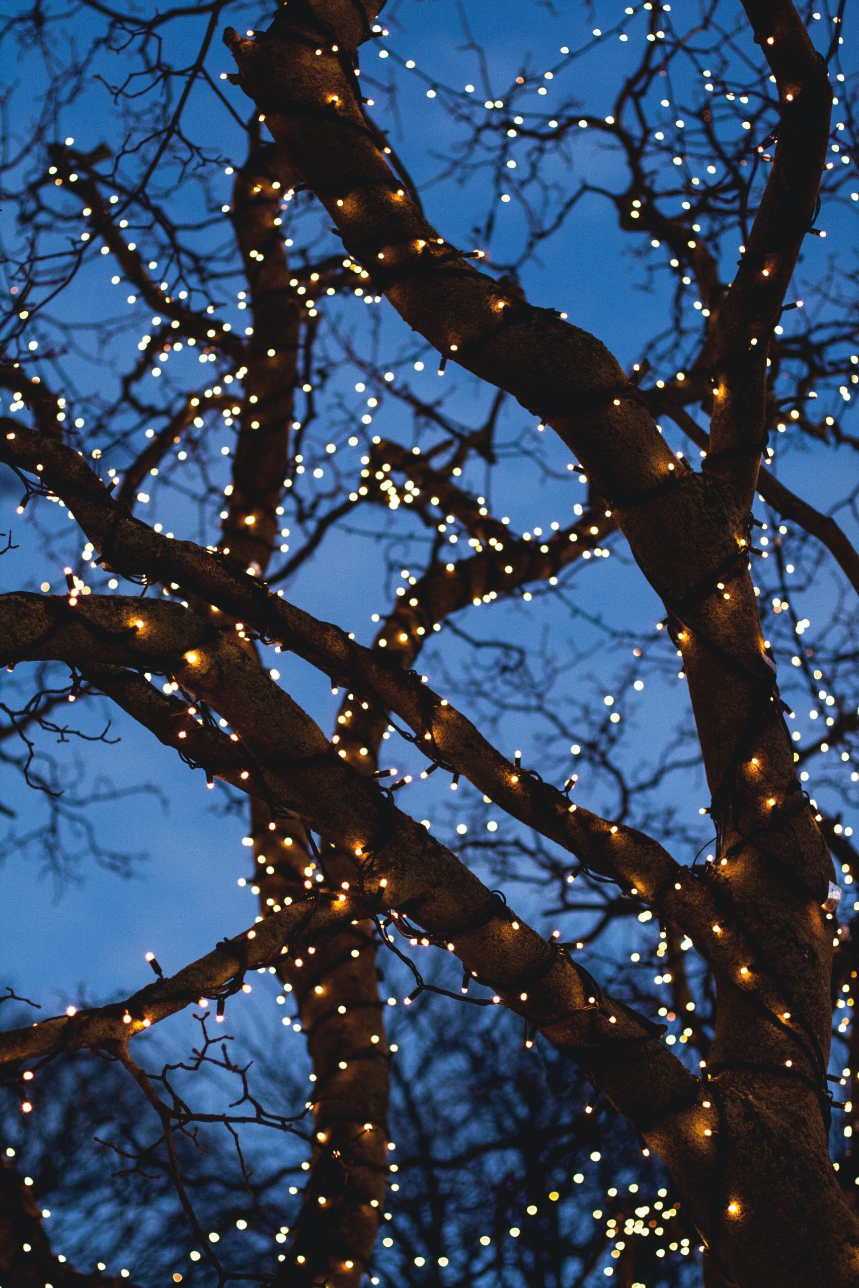 holiday lights hanging